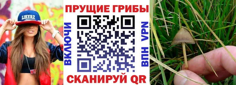 Галлюциногенные грибы мицелий  Красноуфимск 